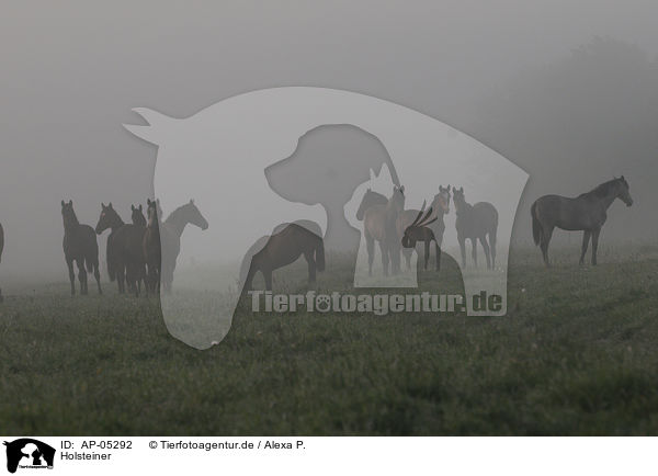 Holsteiner / Holsteiner horses / AP-05292