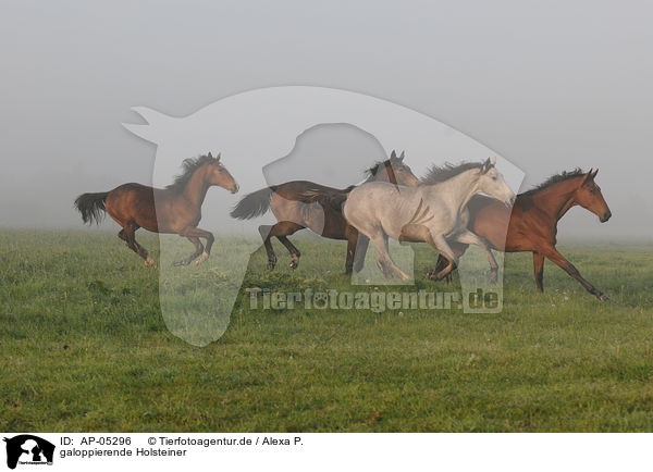 galoppierende Holsteiner / AP-05296