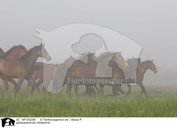 galoppierende Holsteiner / AP-05298