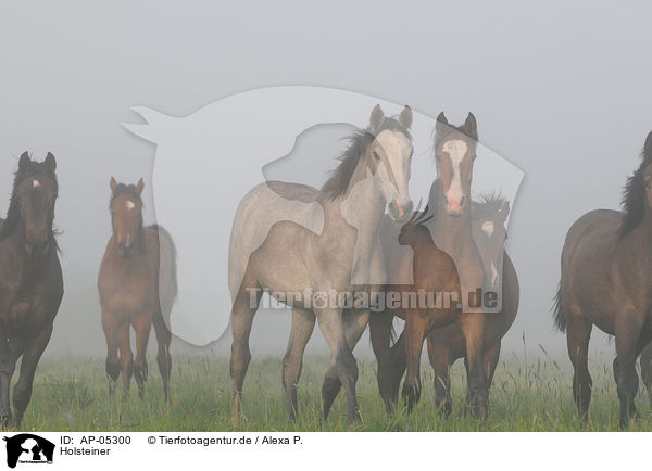 Holsteiner / Holsteiner horses / AP-05300