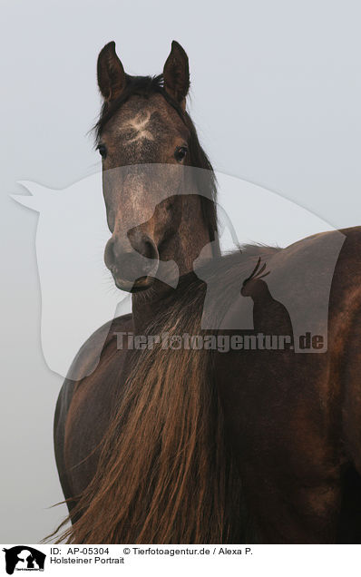 Holsteiner Portrait / AP-05304