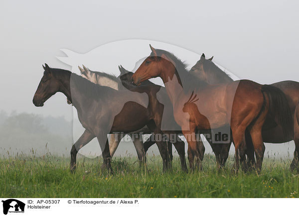Holsteiner / Holsteiner horses / AP-05307