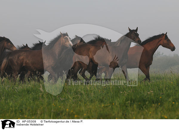 trabende Holsteiner / trotting Holsteiner horses / AP-05309