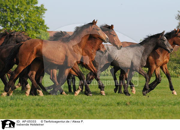 trabende Holsteiner / trotting Holsteiner horses / AP-05333