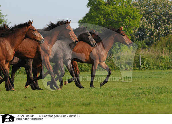 trabender Holsteiner / trotting Holsteiner horses / AP-05334
