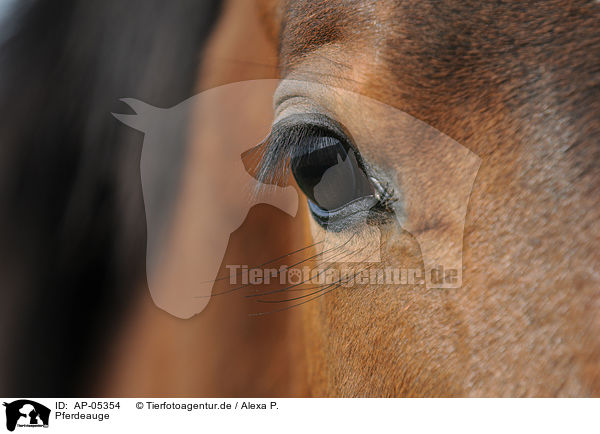Pferdeauge / horseeye / AP-05354