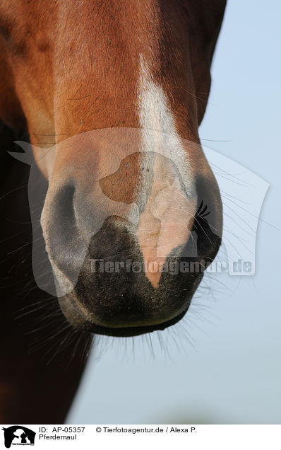 Pferdemaul / horsemouth / AP-05357