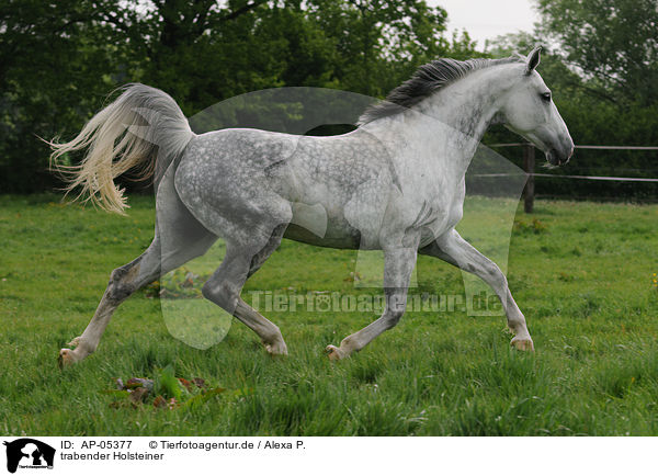 trabender Holsteiner / trotting Holsteiner horse / AP-05377