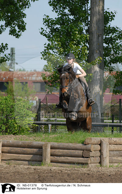 Holsteiner am Sprung / jumping Holsteiner horse / NS-01378