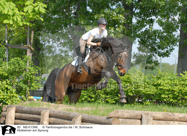 Holsteiner am Sprung / jumping Holsteiner horse / NS-01396
