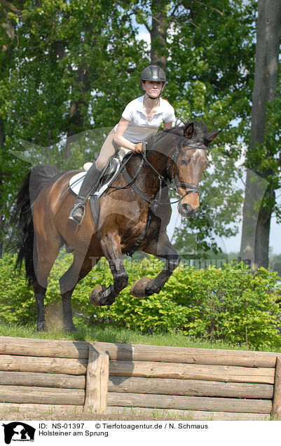 Holsteiner am Sprung / jumping Holsteiner horse / NS-01397