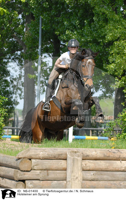 Holsteiner am Sprung / jumping Holsteiner horse / NS-01400