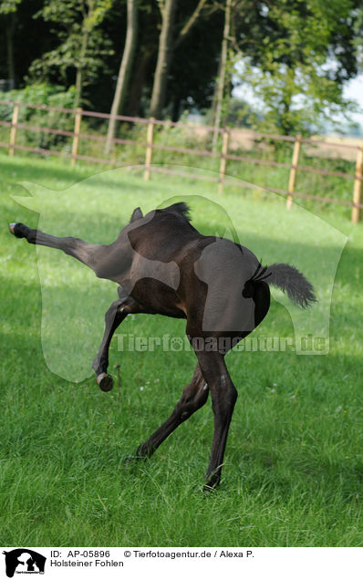 Holsteiner Fohlen / Holsteiner foal / AP-05896