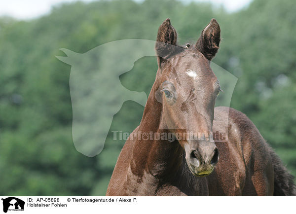 Holsteiner Fohlen / Holsteiner foal / AP-05898
