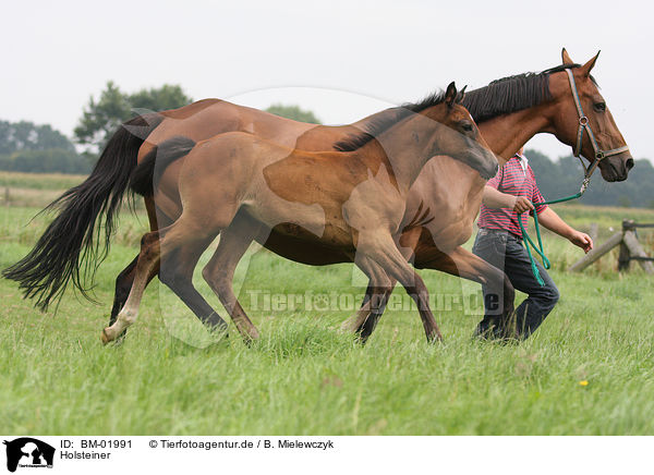 Holsteiner / holstein horse / BM-01991