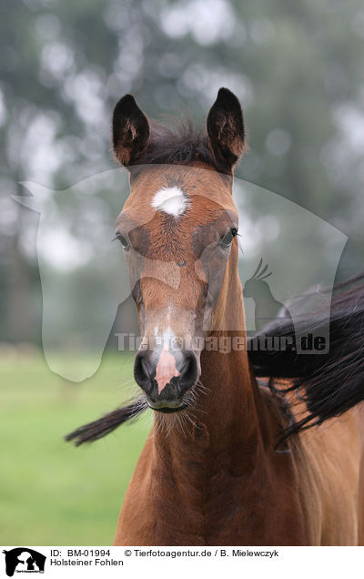 Holsteiner Fohlen / holsteiner foal / BM-01994