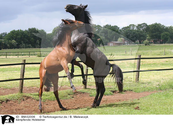 kmpfende Holsteiner / fighting holsteiner horses / BM-02006