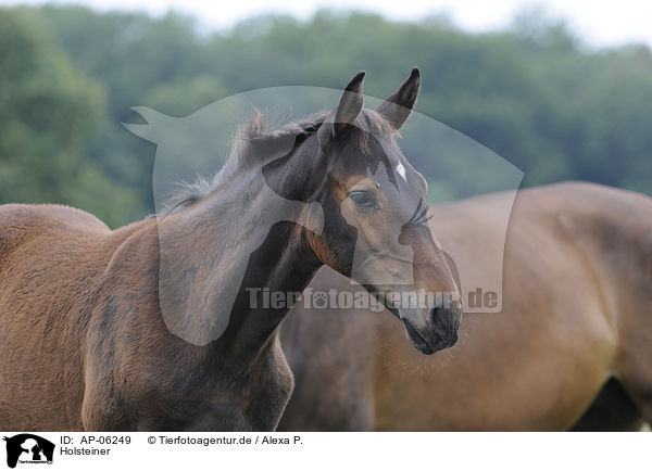 Holsteiner / Holsteiner horse / AP-06249