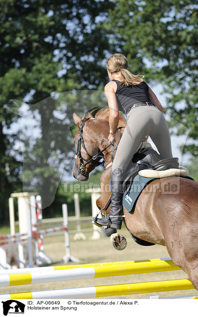 Holsteiner am Sprung / jumping Holsteiner horse / AP-06649