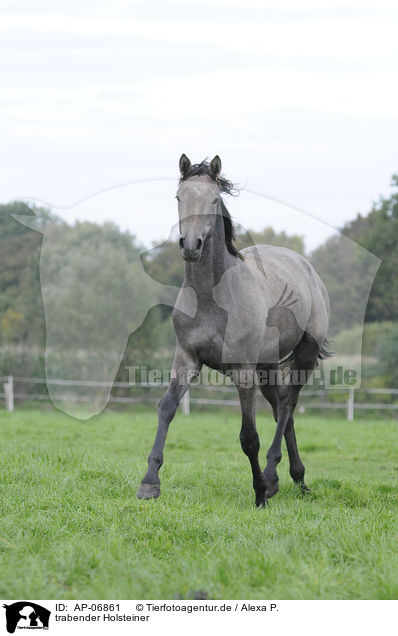 trabender Holsteiner / trotting warmbloods / AP-06861