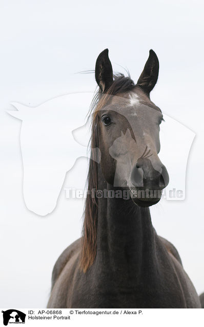 Holsteiner Portrait / AP-06868