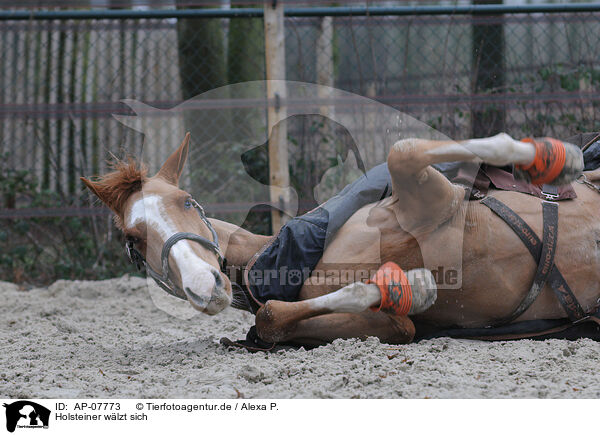 Holsteiner w�lzt sich / rolling warmblood / AP-07773