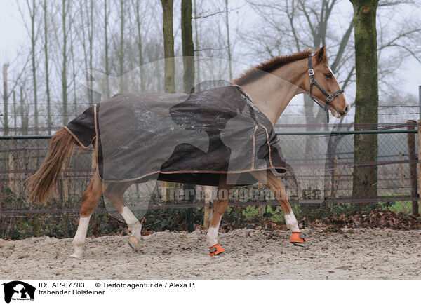 trabender Holsteiner / trotting warmblood / AP-07783