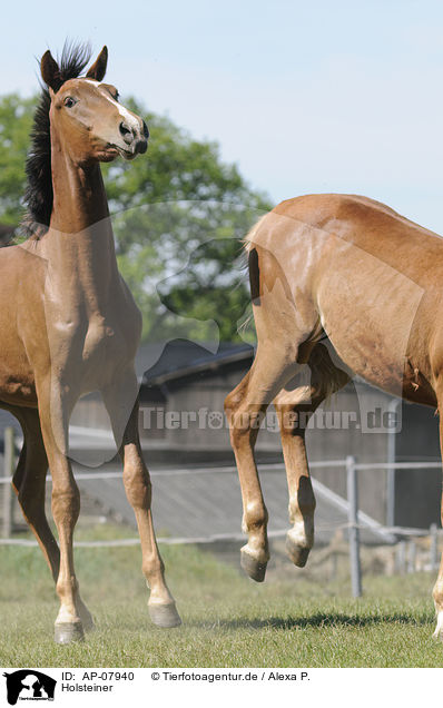 Holsteiner / Holsteiner horses / AP-07940