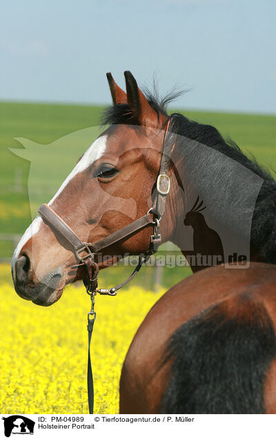 Holsteiner Portrait / Holsteiner horse portrait / PM-04989