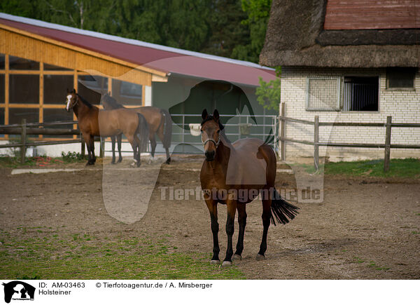 Holsteiner / warmbloods / AM-03463