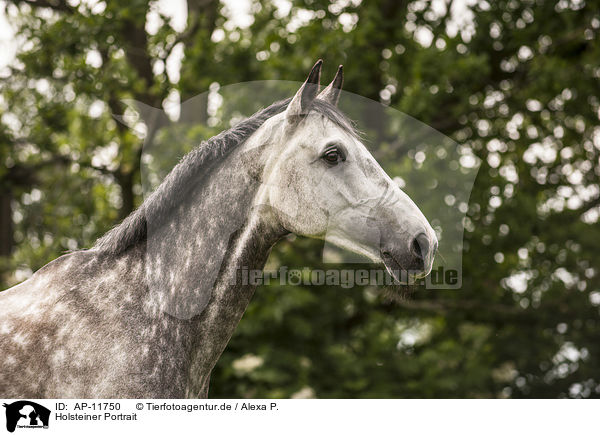 Holsteiner Portrait / AP-11750