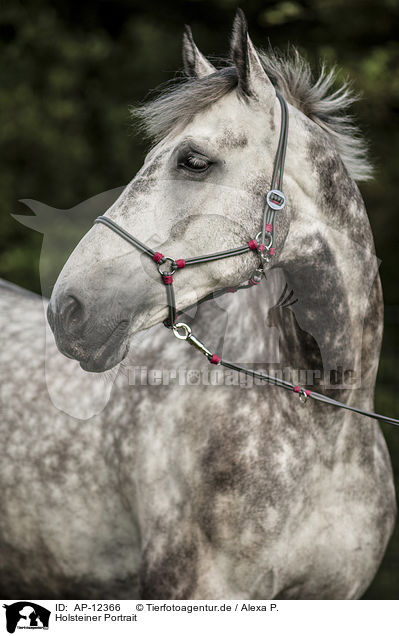 Holsteiner Portrait / AP-12366