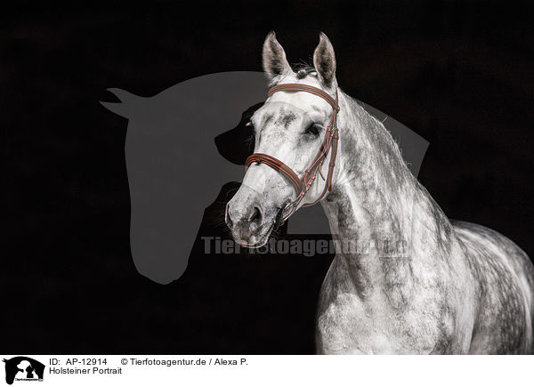 Holsteiner Portrait / AP-12914