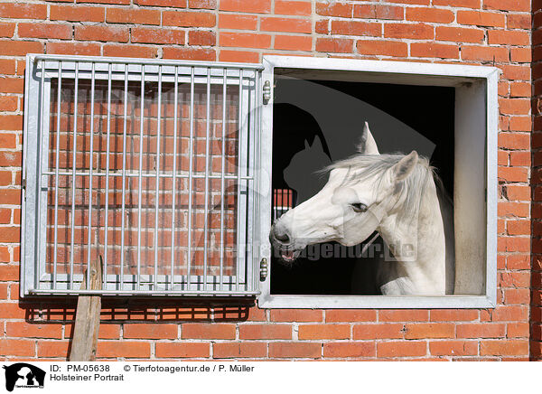 Holsteiner Portrait / holsteins horse portrait / PM-05638