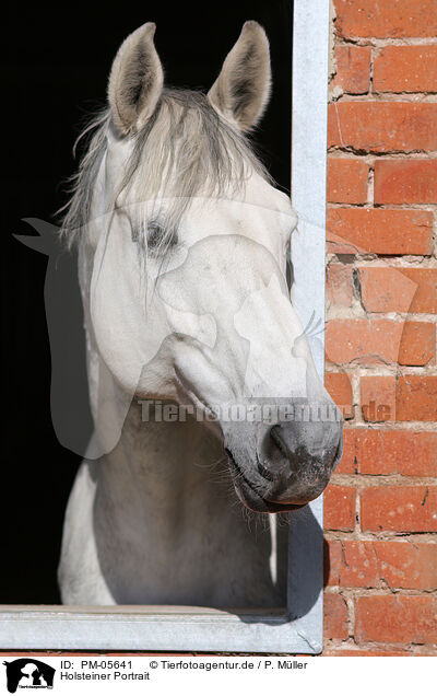 Holsteiner Portrait / holsteins horse portrait / PM-05641
