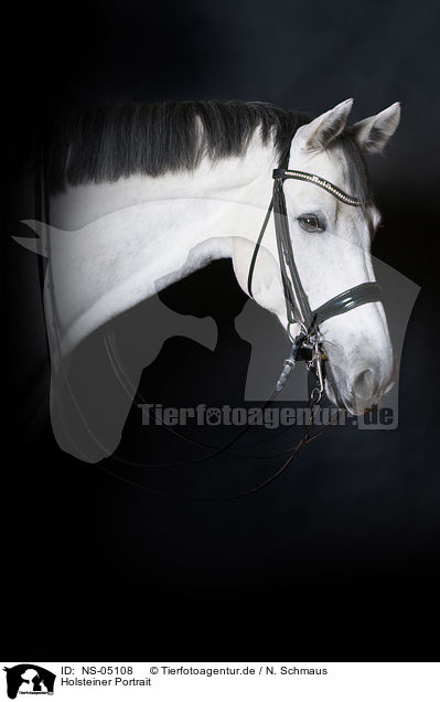 Holsteiner Portrait / NS-05108