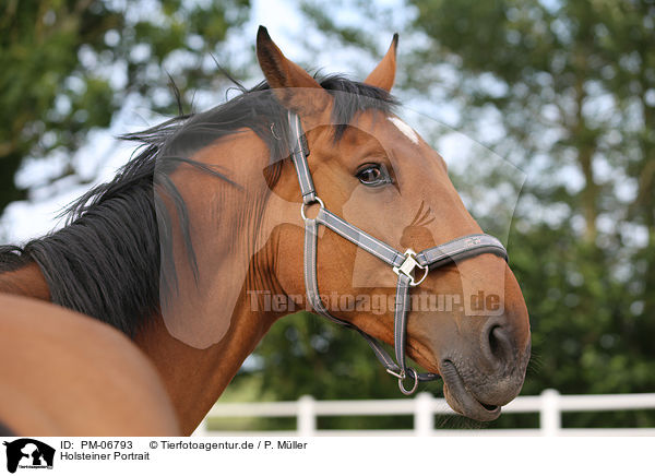 Holsteiner Portrait / Holstein Horse Portrait / PM-06793