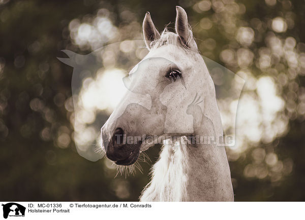 Holsteiner Portrait / Holstein Horse portrait / MC-01336