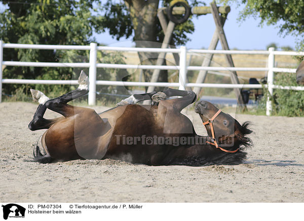 Holsteiner beim wlzen / Holstein Horse 	to wallow / PM-07304