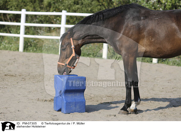 stehender Holsteiner / standing Holstein Horse / PM-07305