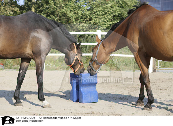 stehende Holsteiner / standing Holstein Horses / PM-07306