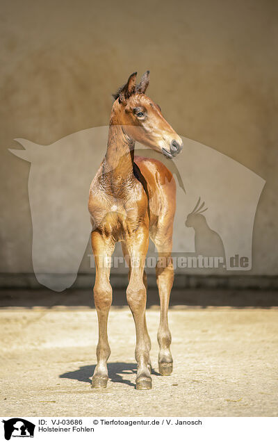 Holsteiner Fohlen / Holstein Horse Foal / VJ-03686