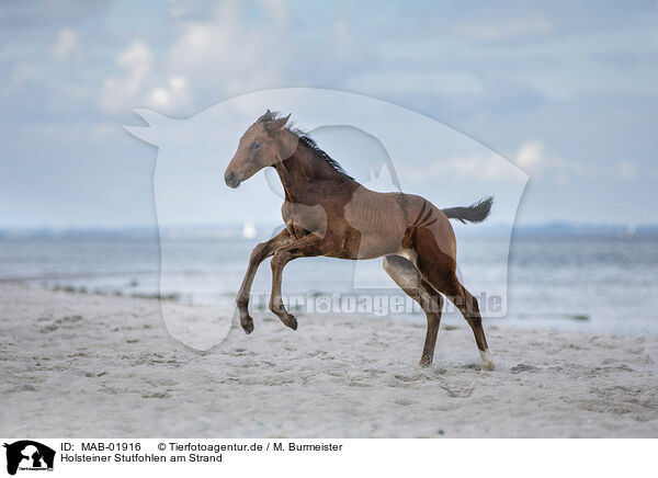 Holsteiner Stutfohlen am Strand / holsteins horse foal at the beach / MAB-01916