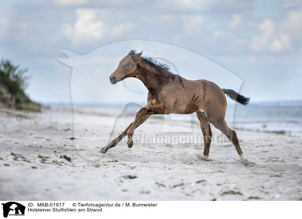 Holsteiner Stutfohlen am Strand / holsteins horse foal at the beach / MAB-01917