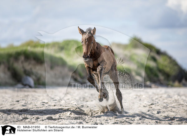 Holsteiner Stutfohlen am Strand / MAB-01950