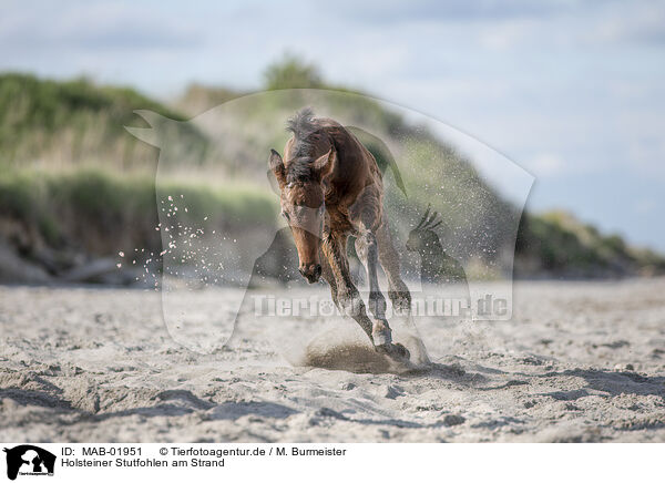 Holsteiner Stutfohlen am Strand / MAB-01951