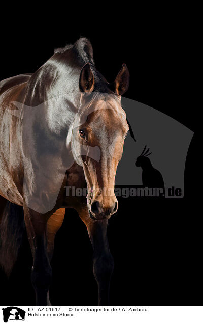 Holsteiner im Studio / Holstein horse in studio / AZ-01617