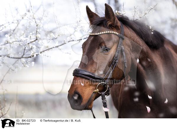 Holsteiner / holsteins horse / BK-02723