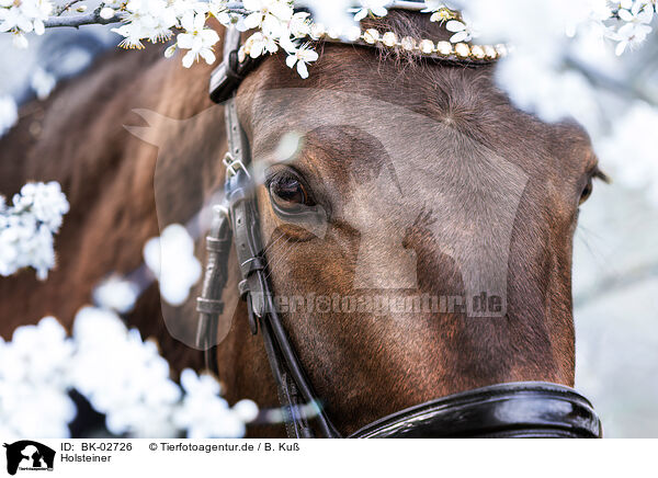 Holsteiner / holsteins horse / BK-02726