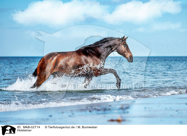 Holsteiner / holsteins horse / MAB-02714
